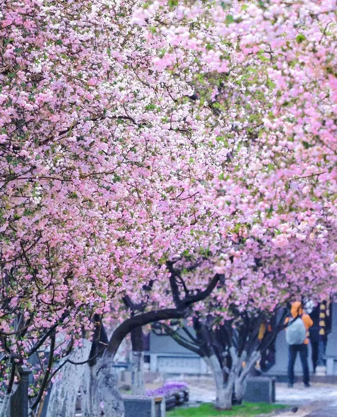 Cây Tây Phủ Hải Đường dáng cổ thụ là điểm nhấn kiến trúc cho ngôi nhà.