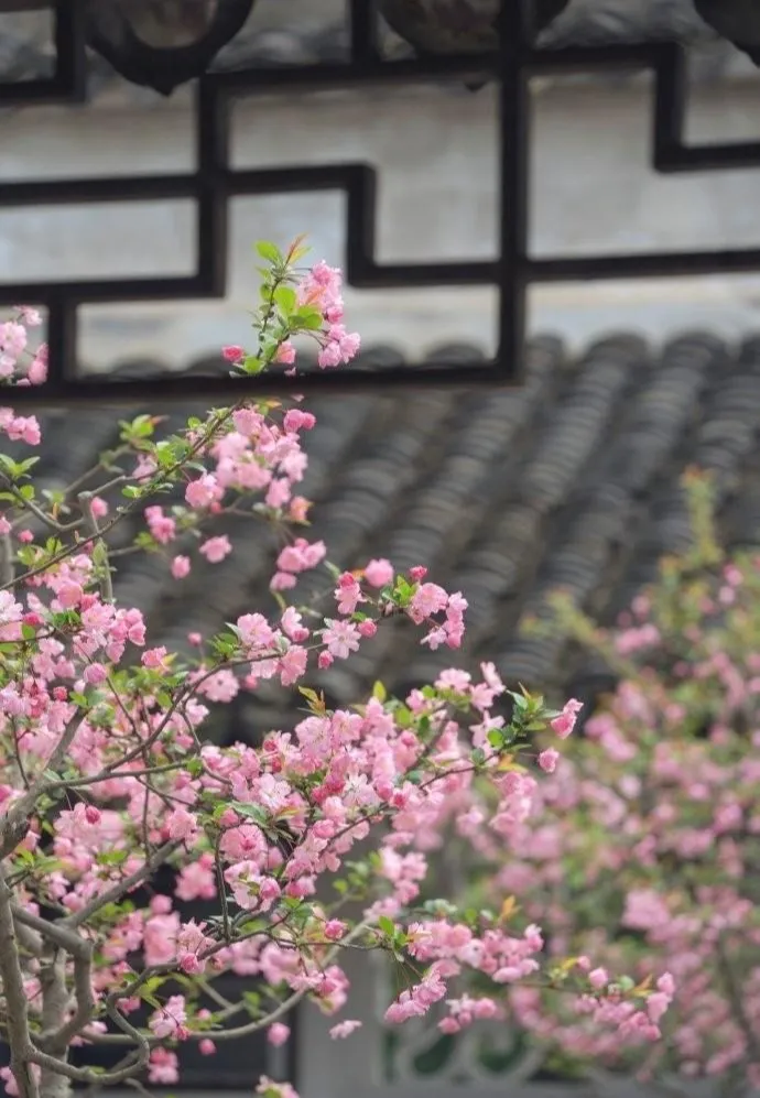 Những chùm hoa Tây Phủ Hải Đường hồng rực rỡ mang lại luồng sinh khí mới cho sân vườn.