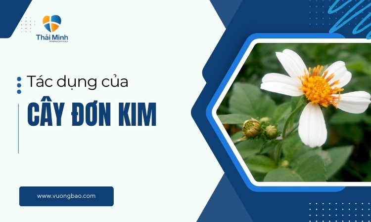 Tác Dụng Của Việc Trồng Cây Trong Nhà Đối Với Sức Khỏe