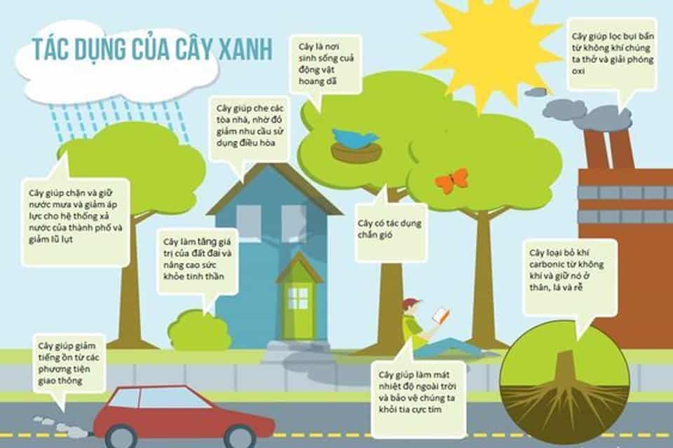 Cây Xanh Là Lá Phổi Của Trái Đất: Vai Trò Thiết Yếu Đối Với Khí Hậu Và Môi Trường