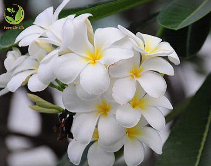 Đặc Điểm Của Cây Hoa Hồng Môn: Ý Nghĩa, Cách Chăm Sóc Và Mẹo Trồng Chuẩn