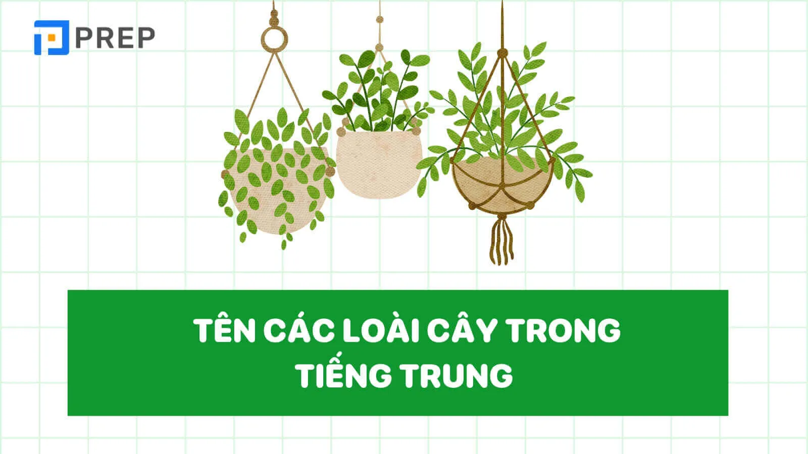 ten-cac-loai-cay-trong-tieng-trung.jpg