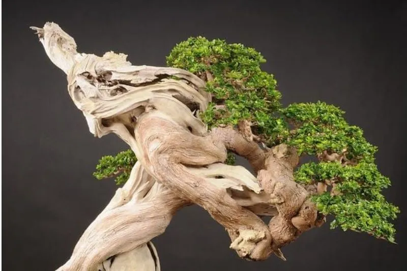 Thân và lũa và rễ sam hương