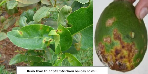 Vết bệnh thán thư trên quả quýt