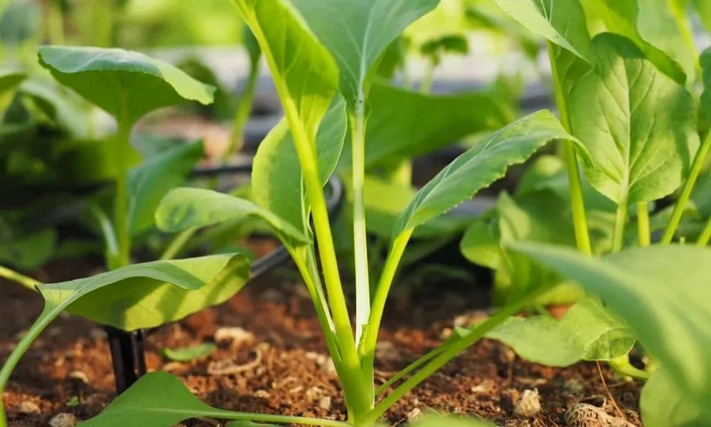 Giới thiệu về thời tiết và điều kiện trồng tháng 11