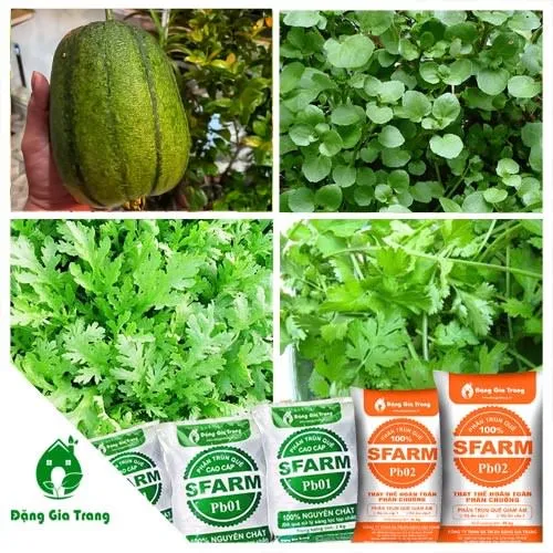 Một số loại rau nên trồng tháng 11