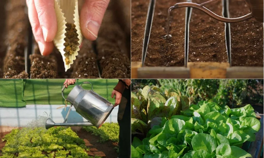 Một số loại hoa nên trồng tháng 11