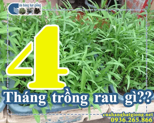 Tháng 4 trồng rau gì?