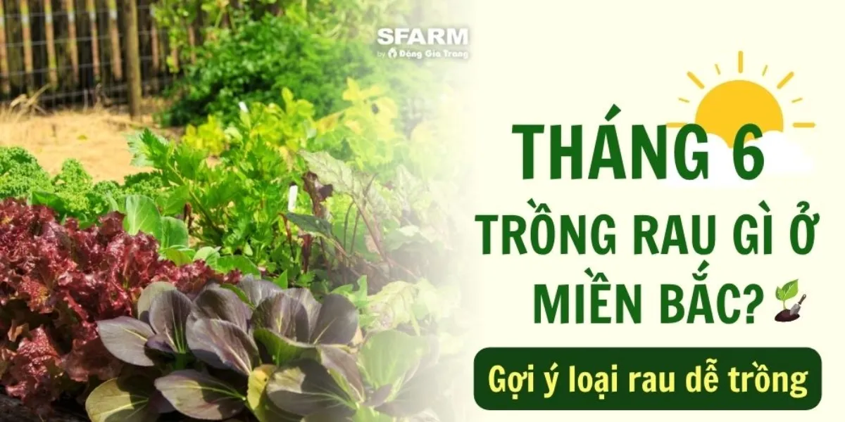 Tháng 6 trồng rau gì ở miền Bắc dễ chăm, ít tưới nước