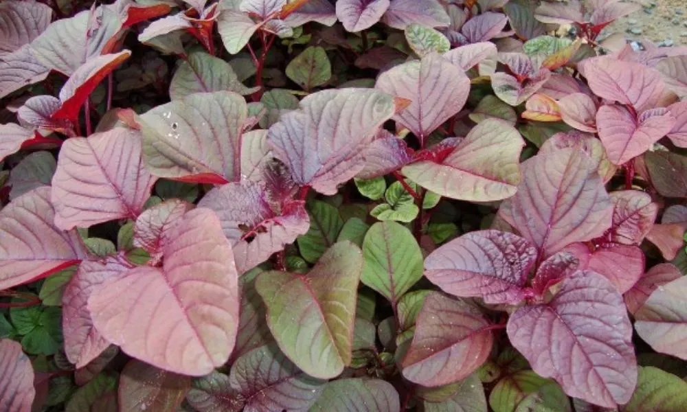 Rau dền là loại rau sinh trưởng nhanh, chịu nắng tốt và dễ trồng