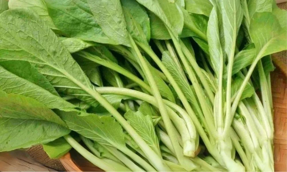 Cải ngọt cũng có thể trồng vào tháng 6 ở miền Bắc