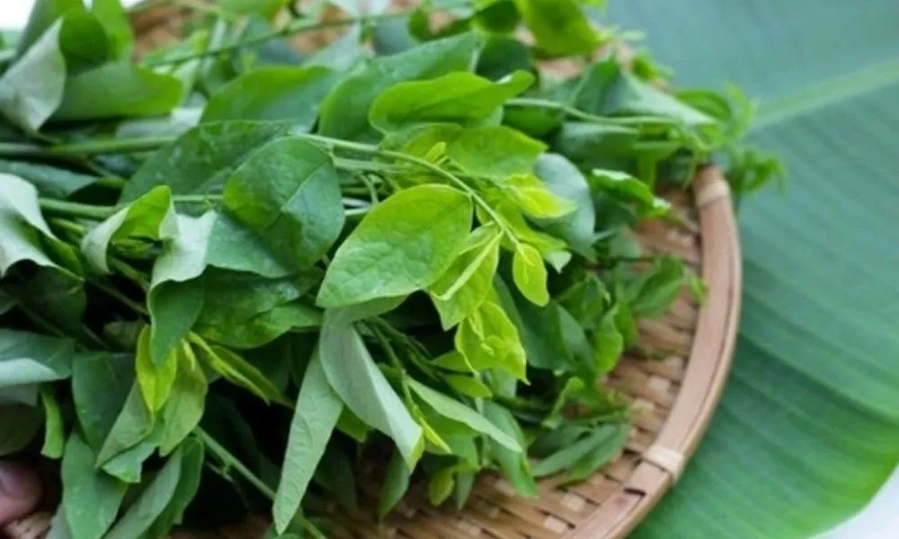 Rau ngót là cây lâu năm, càng trồng lâu càng cho năng suất cao