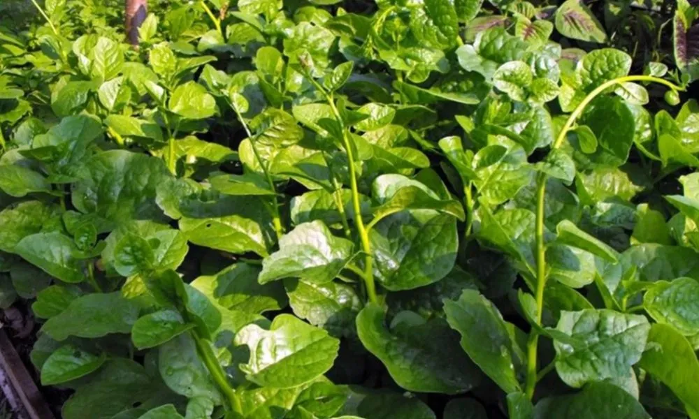 Mồng tơi là loại rau dây leo có khả năng chịu nhiệt