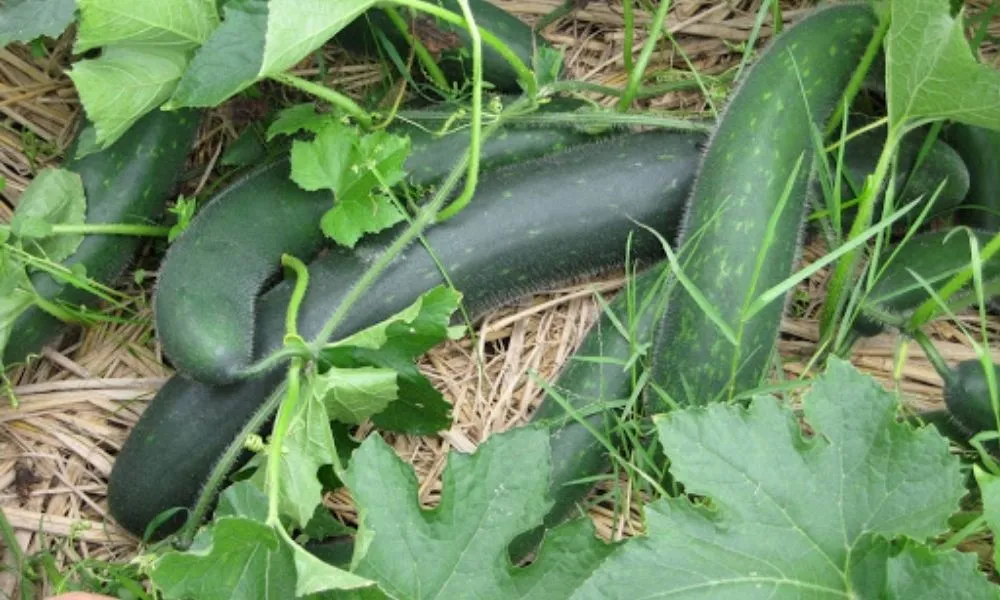 Bí xanh thích nghi tốt với khí hậu miền Bắc tháng 6