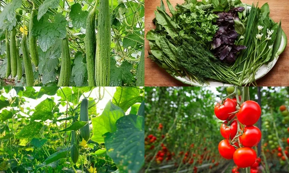 Gợi ý thêm một số loại rau phù hợp khác