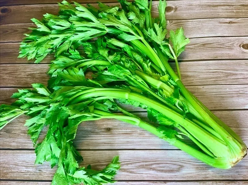 Cần tây trồng từ cây con giúp rút ngắn thời gian thu hoạch