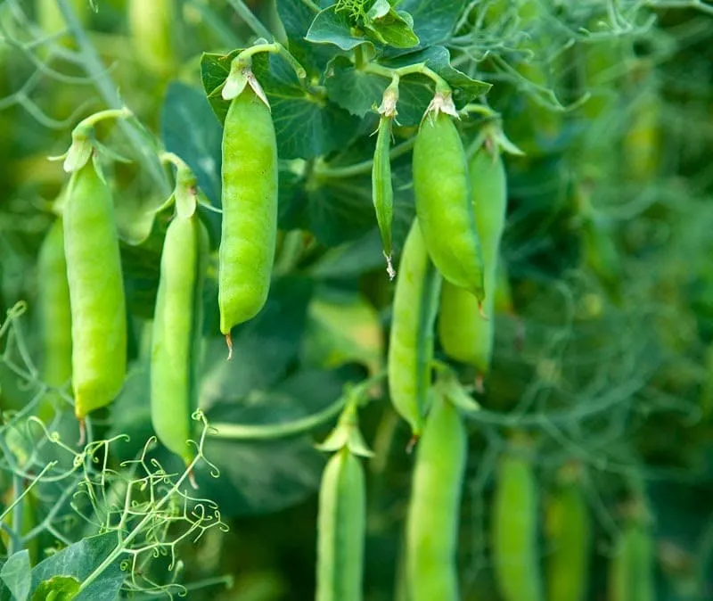 Đậu Hà Lan vụ xuân cho quả ngọt và giòn