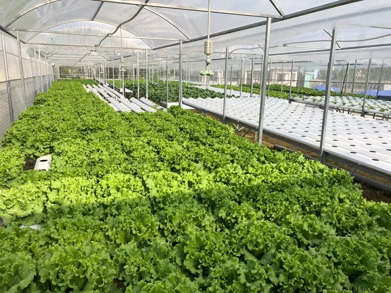 Trồng xà lách bằng giàn thủy canh hiện đại tại ban công