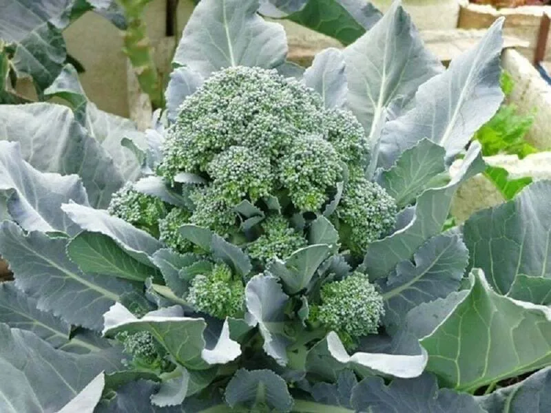 Mô hình trồng súp lơ xanh hữu cơ đạt năng suất cao