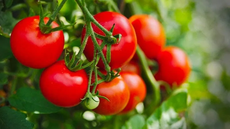 Trồng cà chua trong nhà màng giúp hạn chế sâu bệnh tấn công