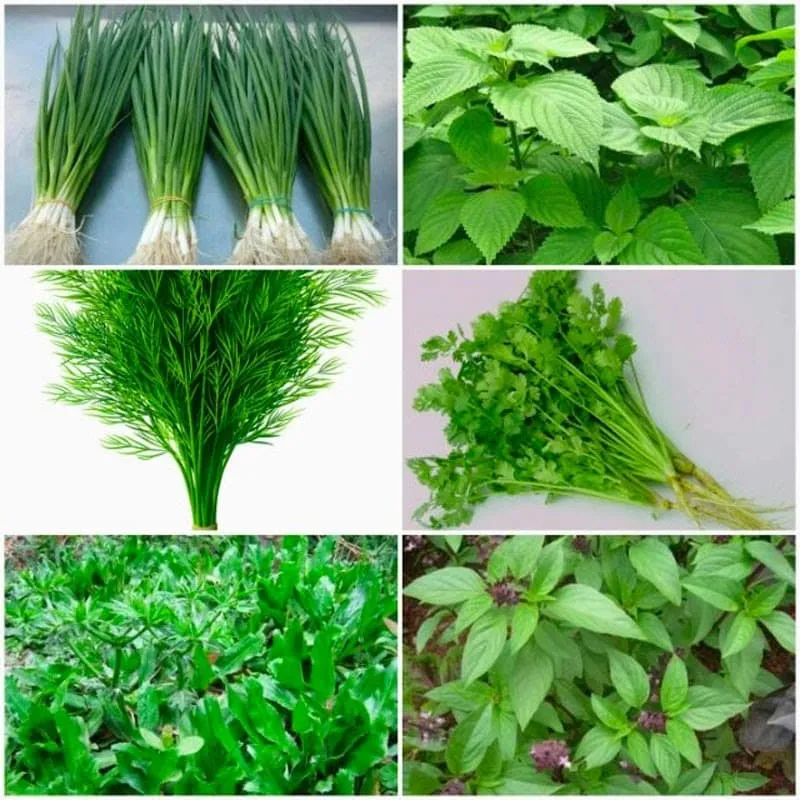 Rau gia vị trồng trong chậu nhỏ giúp thuận tiện cho việc thu hái