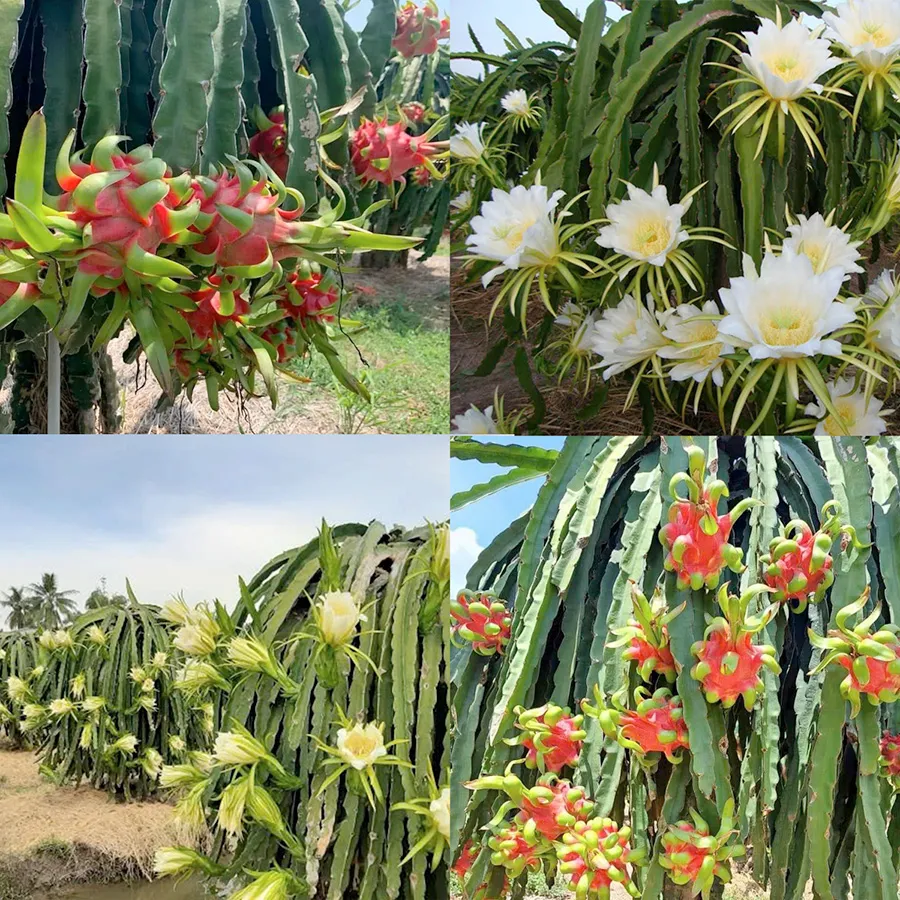 Cây thanh long phát triển khỏe mạnh nhờ phân bón chất lượng