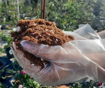 Thành phẩm giá thể trồng trồng hoa hồng sau khi phối trộn