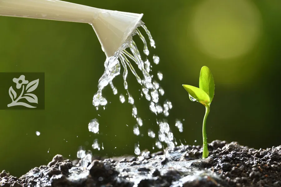 Thành phần nước và các lưu ý quan trọng khi chọn nguồn nước tưới cây cảnh