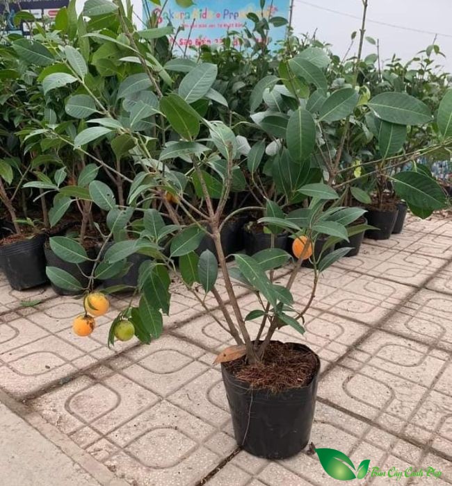 Cây Thanh Trà Có Trồng Được Ở Miền Bắc Không? Kinh Nghiệm Thực Tế