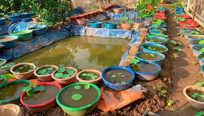 Thay bùn cho cây hoa sen trong chậu