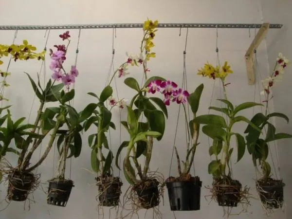 Các bước thay chậu cho lan Dendro tại nhà