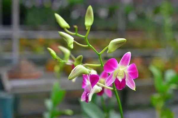 Lan Dendro cần được thay chậu khi rễ tràn ra ngoài