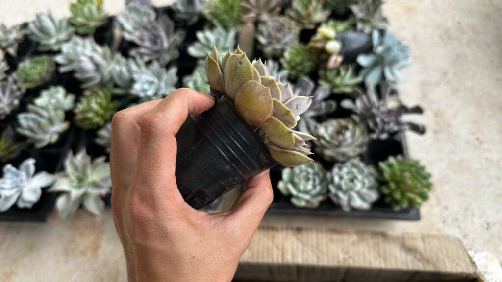 Chậu Nhựa Tròn Trồng Cây Cỡ Lớn: Hướng Dẫn Chọn Mua & Bí Quyết Chăm Sóc Vượt Trội