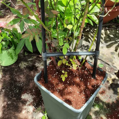 Thay giá thể cho cây hoa hồng phát triển khỏe mạnh