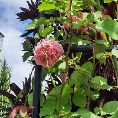 Cây hoa hồng leo Bienvenue trồng trong chậu leo giàn