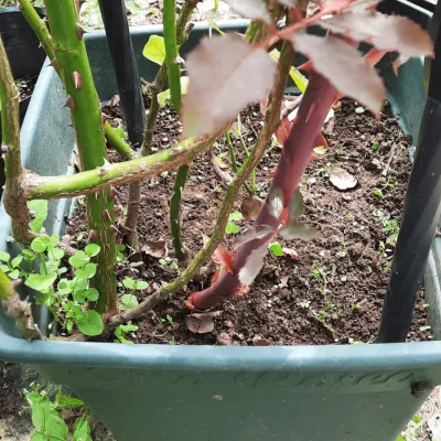 Xác định thời điểm cây hoa hồng cần thay giá thể