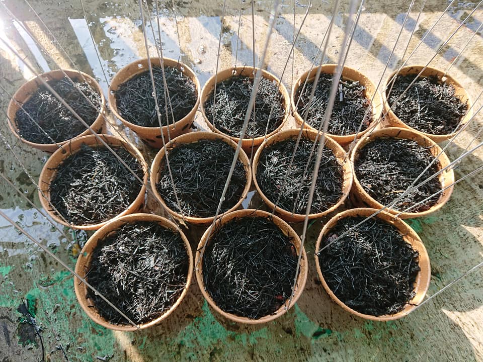 Khi Nào Là Thời Điểm Vàng Để Thay Giá Thể Cho Lan Phi Điệp?