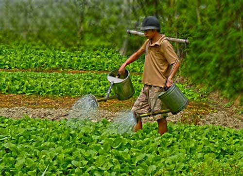 Thế Nào Là Bón Phân Hợp Lý Và Những Biện Pháp Hiệu Quả Nhất