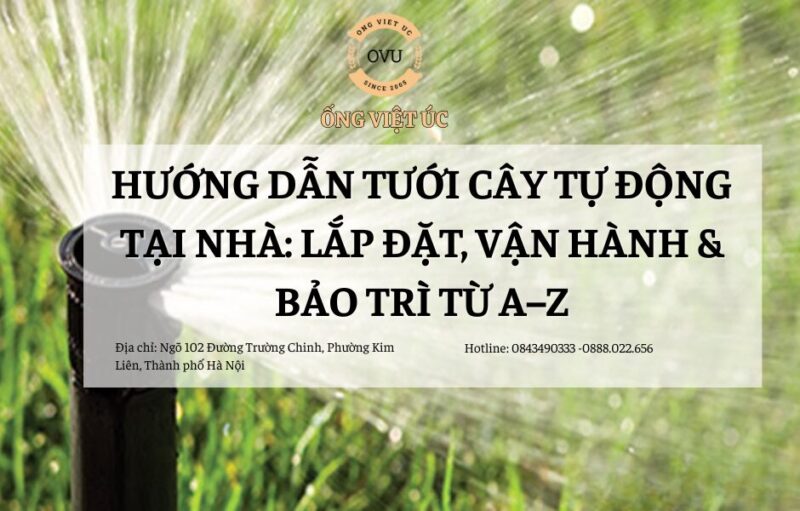 Cây Sống Đời Để Trong Nhà Có Tốt Không: Hướng Dẫn Toàn Diện Từ A-Z