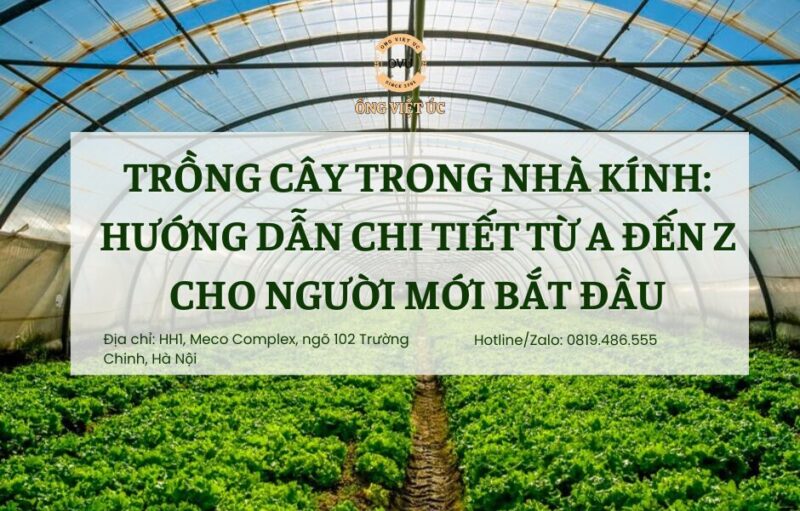 Cây Hoàng Tinh Hoa Đỏ: Hướng Dẫn Chi Tiết Từ Trồng Đến Dược Liệu Quý