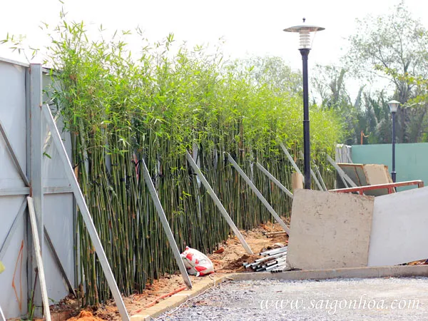 Thi công trồng trúc cần câu