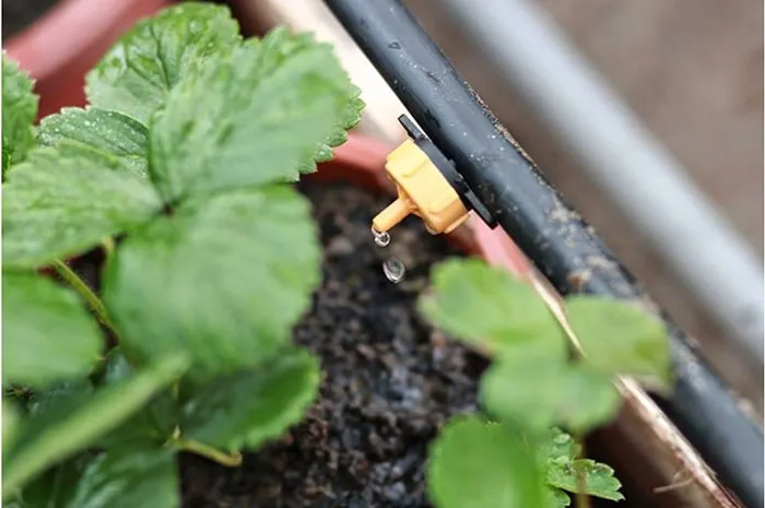 Hệ thống tưới tự động với các thiết bị cao cấp từ Israel