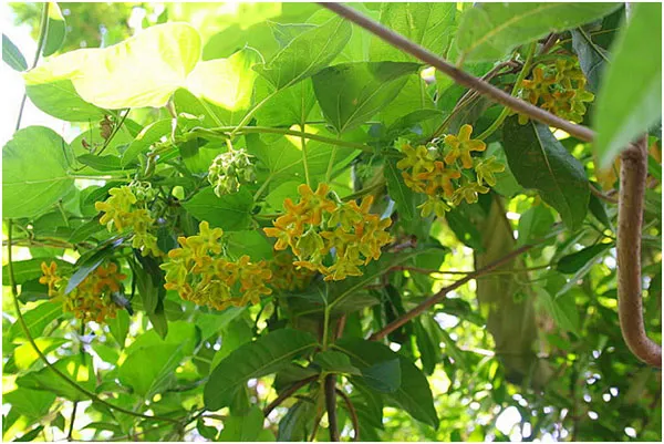 Kỹ thuật trồng cây hoa Thiên lý và mẹo để hoa nở nhiều qua các năm - ảnh 2