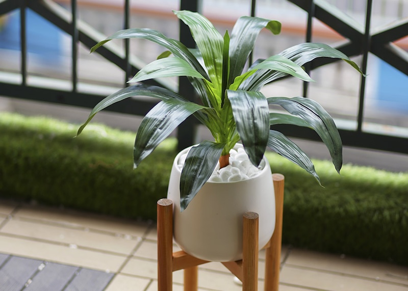 Hoa Cây Thiết Mộc Lan: Bí Quyết Trồng Và Chăm Sóc Tại Nhà