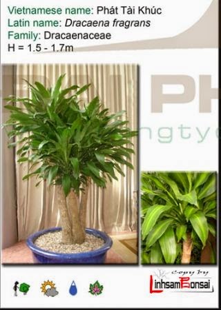 Hướng Dẫn Chi Tiết: Cách Trồng Cây Phát Tài Khúc Trong Nước Để Không Gian Thêm Xanh Mát