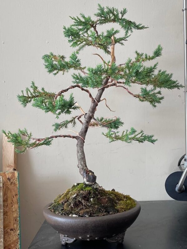 Tác Dụng Của Việc Trồng Cây Trong Nhà Đối Với Sức Khỏe