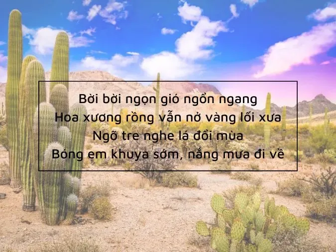 Cánh hoa xương rồng vàng nở rực rỡ giữa những hàng gai nhọn