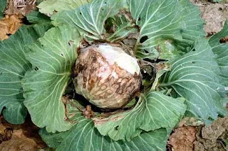 Vi khuẩn gây thối nhũn trên bắp cải khiến lá bị mục nát nhanh chóng