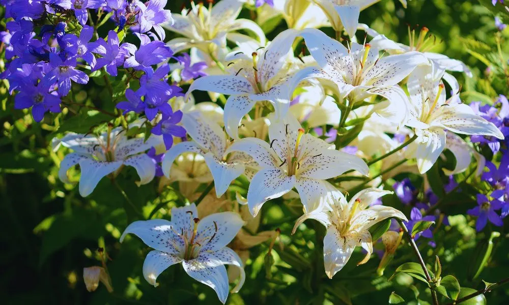 Thời điểm trồng hoa ly Tết 2026 nở đúng Tết