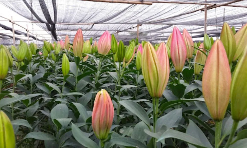 Thời điểm trồng hoa ly Tết 2026 kịp thu hoạch